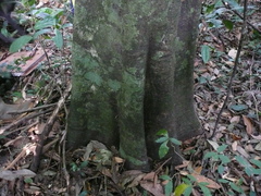 Neostenanthera hamata