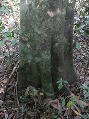 Neostenanthera hamata