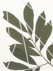 Neostenanthera hamata