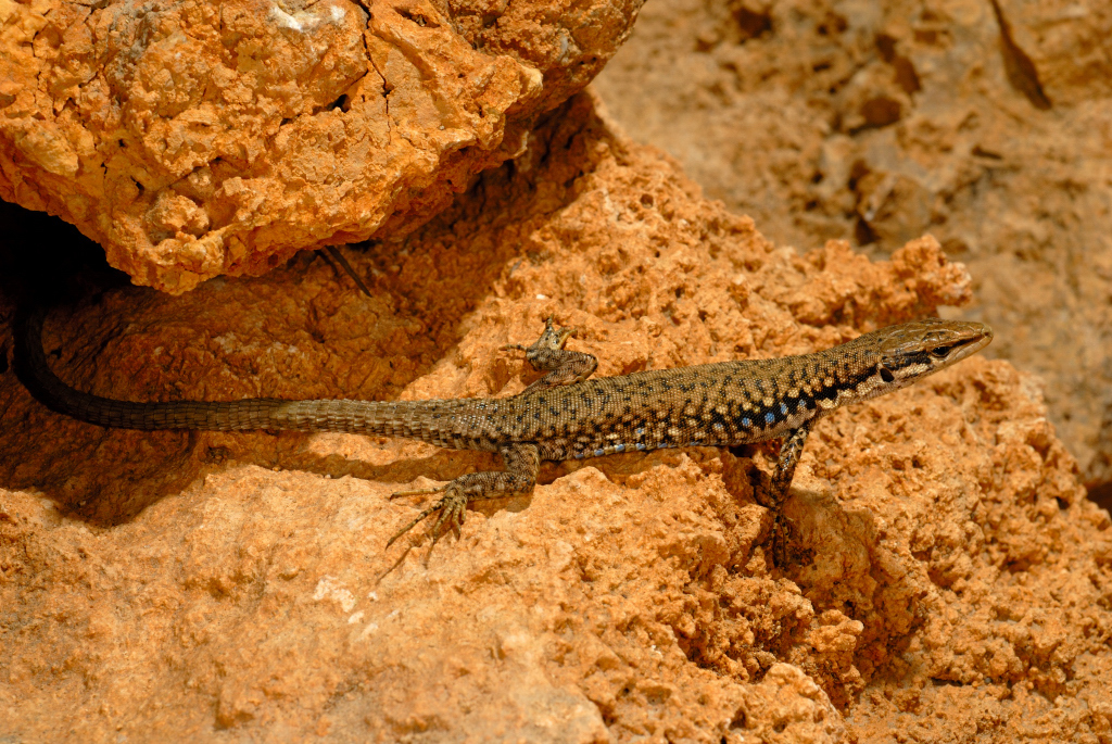 Bendimahi Lizard