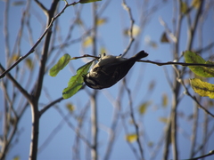 Periparus ater