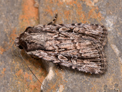 Dichagyris signifera