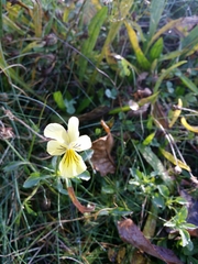 Viola lutea calaminaria