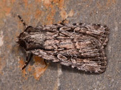 Dichagyris signifera