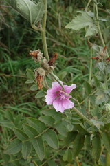 Althaea taurinensis
