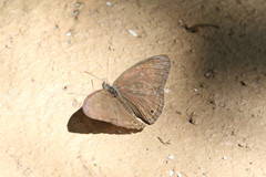 Cissia similis