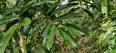 Lepisanthes tetraphylla