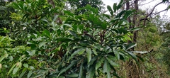 Lepisanthes tetraphylla