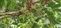 Lepisanthes tetraphylla