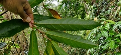 Lepisanthes tetraphylla