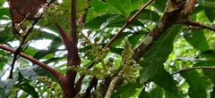Lepisanthes tetraphylla
