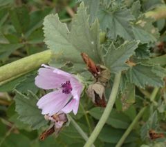 Althaea taurinensis
