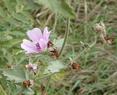 Althaea taurinensis