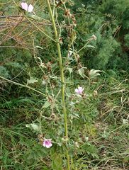 Althaea taurinensis