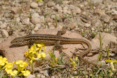 Dwarf Lizard photo 3