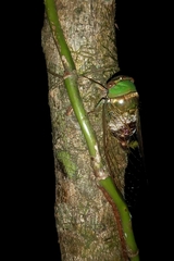 Guyalna bicolor