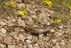 Heremites vittatus