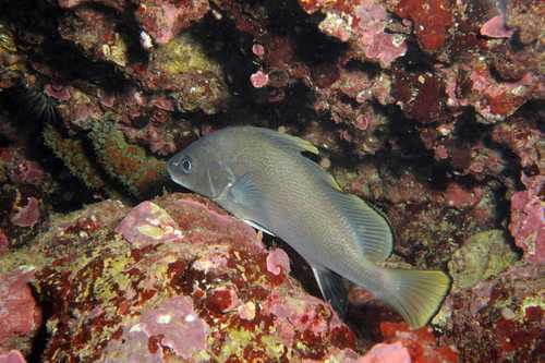 Brown meagre (Sciaena umbra) — Sciaenidae — 3