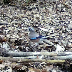 Garrulus glandarius japonicus