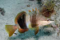 Serranus papilionaceus