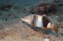 Serranus papilionaceus