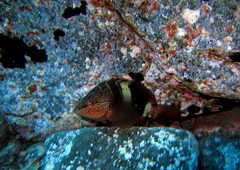 Serranus papilionaceus