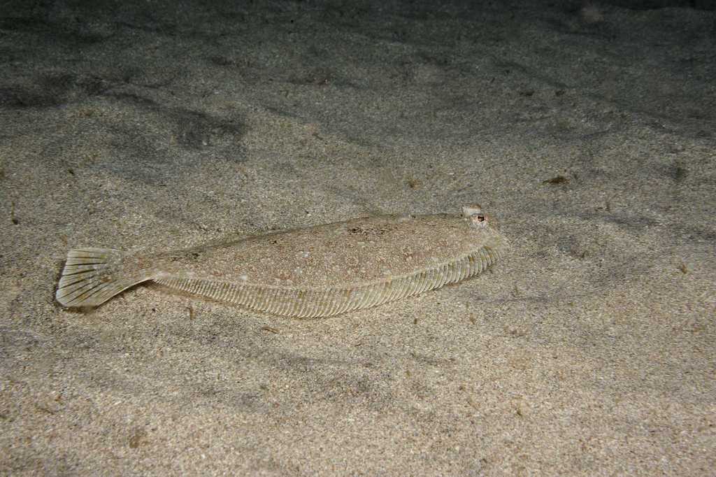 Guinese bot (Syacium guineensis) — Paralichthyidae