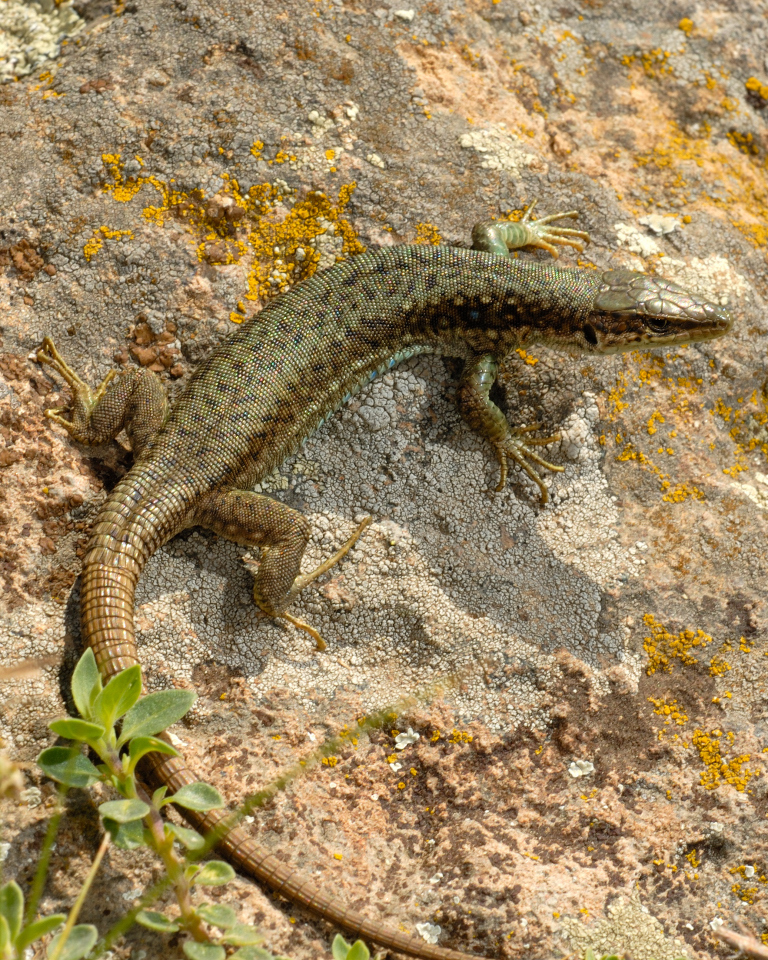 Uzzell's Lizard