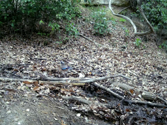 Garrulus glandarius japonicus