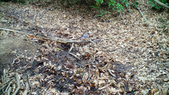 Garrulus glandarius japonicus