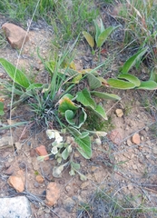 Hermannia geniculata