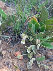 Hermannia geniculata