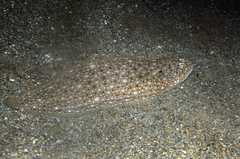 Synapturichthys kleinii