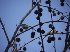 Carduelis carduelis