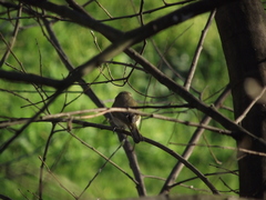 Phylloscopus collybita