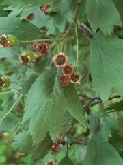 Crataegus ucrainica