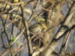 Phylloscopus collybita