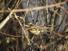 Phylloscopus collybita