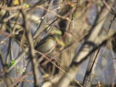 Phylloscopus collybita