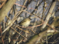 Phylloscopus collybita