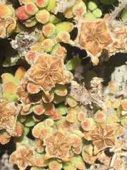 Drosanthemum stokoei