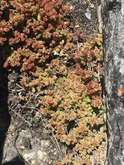 Drosanthemum stokoei