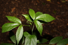 Sambucus australasica