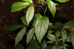 Sambucus australasica