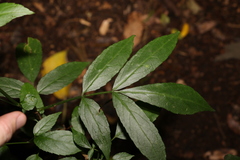 Sambucus australasica