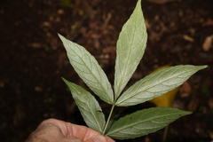 Sambucus australasica