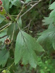 Crataegus ucrainica
