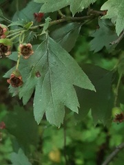 Crataegus ucrainica