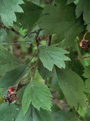Crataegus ucrainica