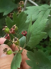 Crataegus ucrainica